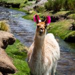 Lama in den Anden Boliviens