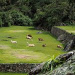 Lamas am chillen in Machu Picchu