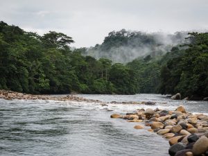 Morgendlicher Regenwald