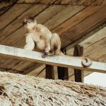 Affe im Restaurant am Ende der Tour/Tortur