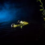 Krokodil im Dschungel Ecuadors