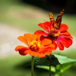 Eigentlich wollte ich nur die Blume fotografieren... Doch dann gesellte sich dieser nette Schmetterling dazu 