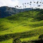 Valle de Cocora/Kolumbien