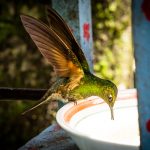 Kolibri im Valle de Cocora/Kolumbien