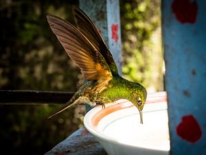 Colibris sind einfach nur magisch...