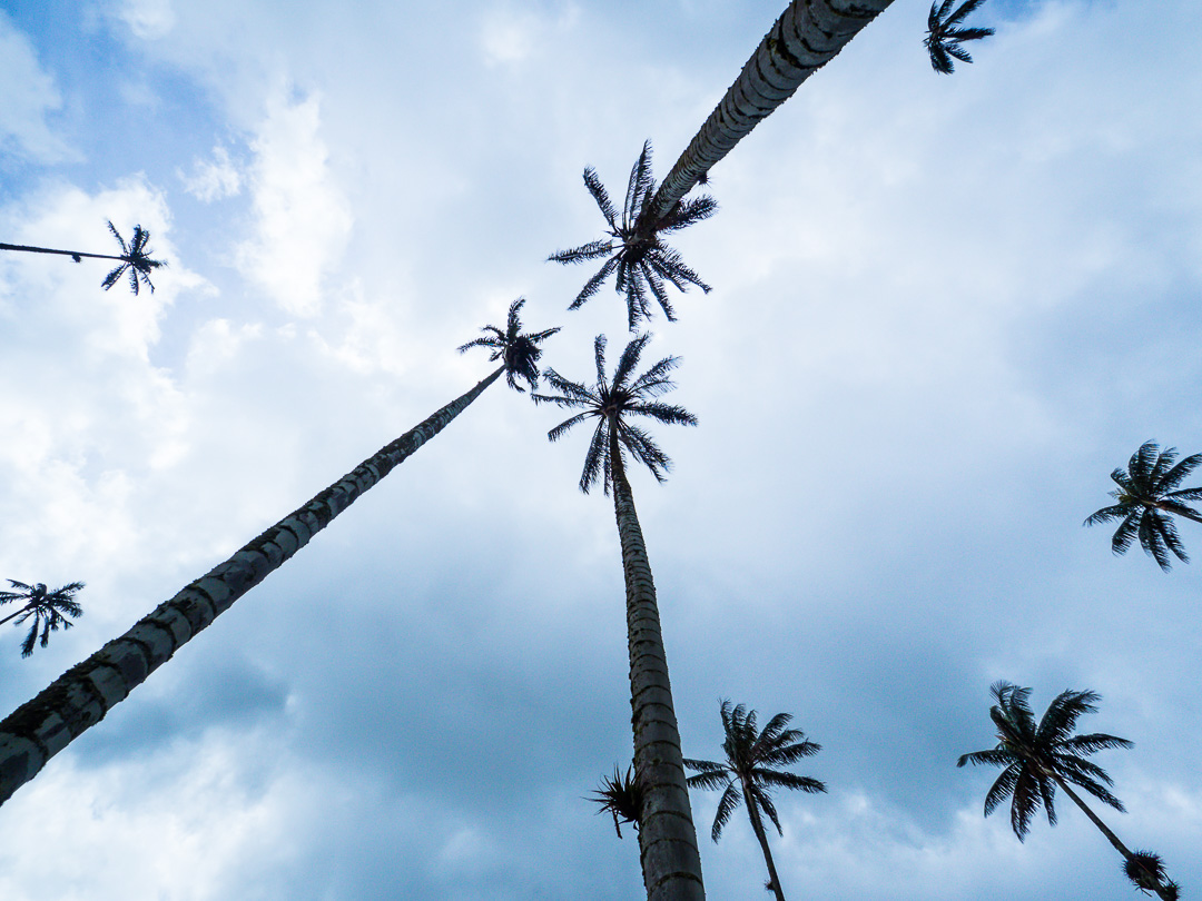 Outandabout im Valle de Cocora