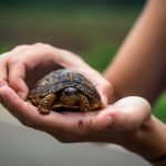 Kleine Schildkröte, die wir von der Straße gerettet haben