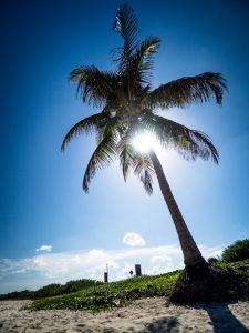 Palme am Strand