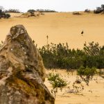 Emu ergreift die Flucht