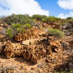 Versteinerte Korallen in Kalbarri