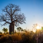 Boab Tree bei Licht