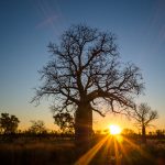 Boab Tree im Dunkeln