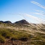 Graslandschaft