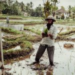Frau beim Reis pflanzen