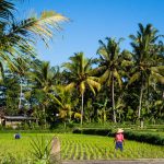 Reisterasse bei Ubud/Bali