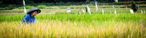 Ernte auf dem Reisfeld