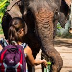 Elefanten in Laos