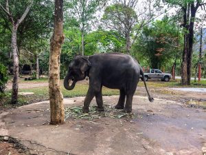 Unser Haustier beim Mittagessen... Ne Spaß... Nur nen Elefant am Wegesrand