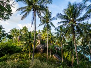 Dschungel auf Koh Tao