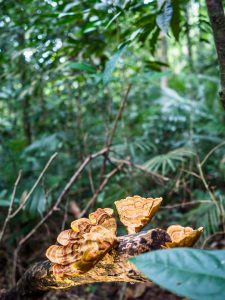 Endlich wieder Pilze fotografieren :)