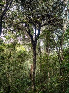 Verwunschener Baum im Urwald