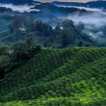Teeplantage in den Cameron Highlands/Malaysia