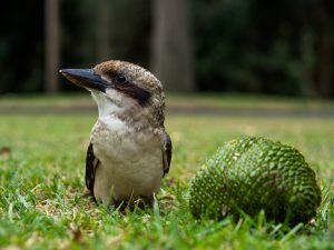 Lustiger Vogel am Naschen