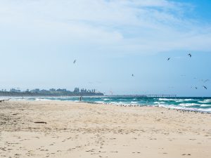 Möwen am Strand in Fingal Heads