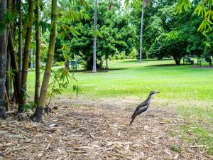 Vogel im Botanic Garden in Brisbane