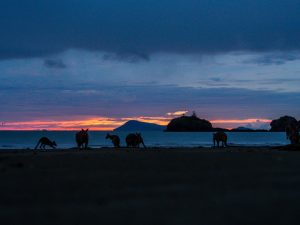 Das erste Licht in Cape Hillsborough