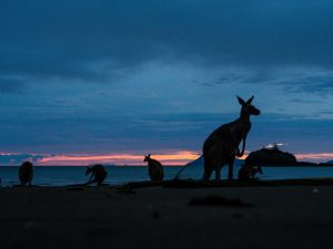 Kurz vor 6 am Strand von Cape Hillsborough