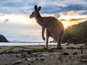 Känguru beim Sonnenaufgang