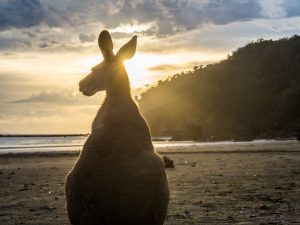 Auch Kängurus schauen sich den Sonnenaufgang an