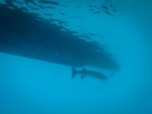 Barrakuda unter unserem Boot