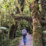 Wandern im uralten Wald am Milford