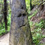 Ein Gesicht im Abel Tasman Nationalpark