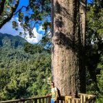 Jug neben einem gigantischen Kauri-Baum