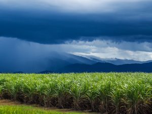 Gewitter über den Zuckerrohrfeldern