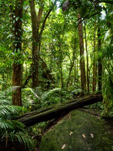 Daintree Rainforest