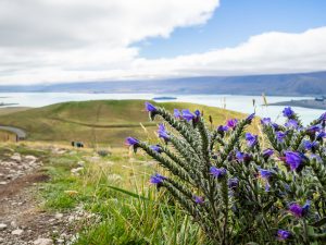 Blick auf den Lake Tekapo