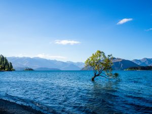 Baum im Wanaka See