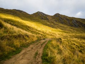 Wandern durch goldene Wiesen