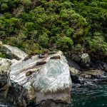 Robben im Milford Sound