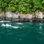 Delfine im Milford Sound