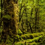 Moos-Wald auf dem Weg zum Milford Sound