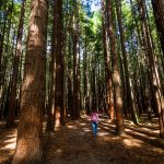 Spaziergang im Redwood-Forrest