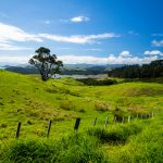 Irgendwo auf der Coromandel Peninsula