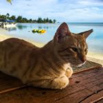 Minzekatze auf Aitutaki