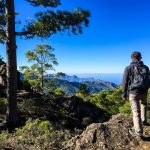 Wandern im Kiefernwald