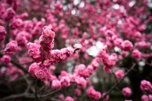 Die ersten Kirschblüten